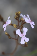 Stylidium pilosum