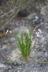 Stylidium pilosum