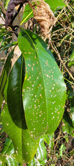 Cephaleuros virescens