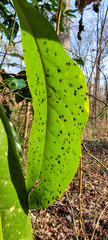 Cephaleuros virescens