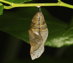 Doleschallia bisaltide australis