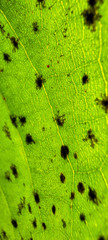 Cephaleuros virescens
