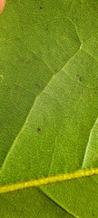 Cephaleuros virescens