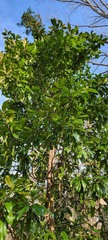 Cephaleuros virescens
