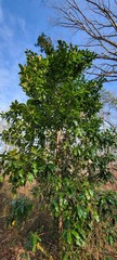Cephaleuros virescens