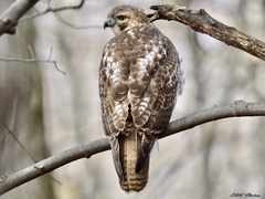 Buteo jamaicensis