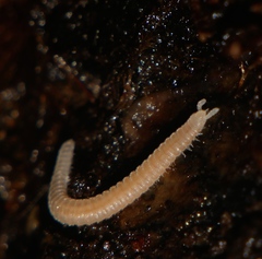 Siphonophoridae