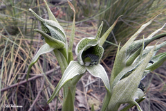 Chloraea grandiflora