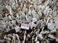 Opuntia basilaris treleasei