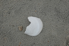Pegophysema schrammi