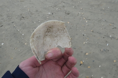 Pegophysema schrammi