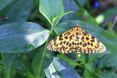 Epobeidia tigrata tigrata