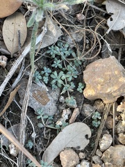 Sedum nuttallii