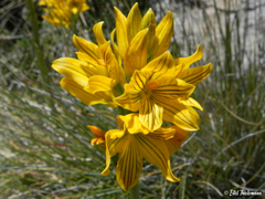 Chloraea nudilabia