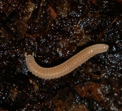 Siphonophoridae