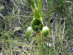 Chloraea viridiflora