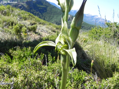 Chloraea viridiflora