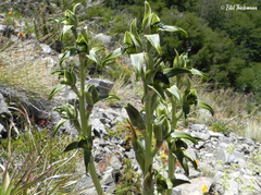 Chloraea viridiflora