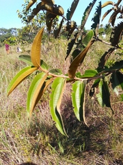 Vismia guianensis