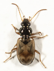 Bembidion flohri