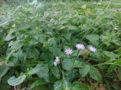 Ageratum gaumeri