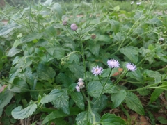 Ageratum gaumeri