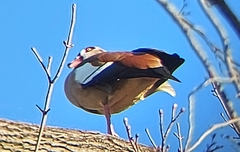 Alopochen aegyptiaca