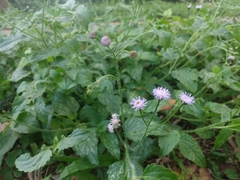 Ageratum gaumeri