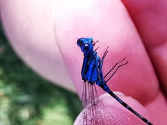 Argia gaumeri