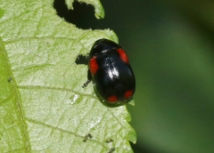 Babia quadriguttata