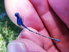 Argia gaumeri