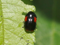 Babia quadriguttata