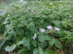Ageratum gaumeri