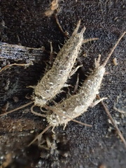 Ctenolepisma ciliatum