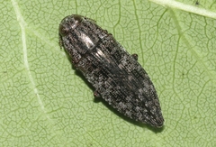 Dicerca obscura