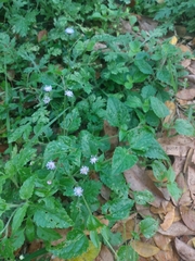 Ageratum gaumeri