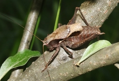 Atlanticus testaceus