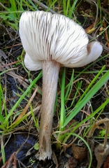 Melanoleuca decembris