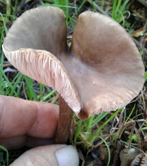 Melanoleuca decembris