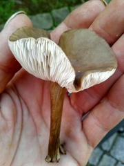 Melanoleuca decembris