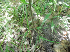 Fraxinus quadrangulata