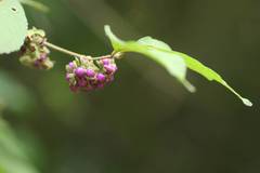 Callicarpa mollis
