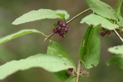 Callicarpa mollis