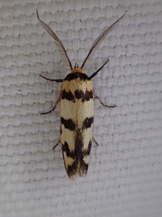 Cryptophasa insana