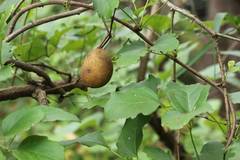 Akebia trifoliata