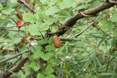 Akebia trifoliata