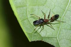 Myrmarachne elongata