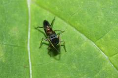 Myrmarachne elongata