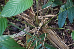 Stromanthe stromanthoides