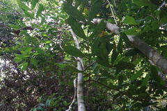 Brownea macrophylla